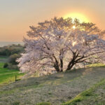 たもやん桜